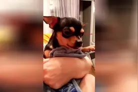 狗狗越小越凶 今天让你看看 这头毛都没长出来的狗 有多凶！图片