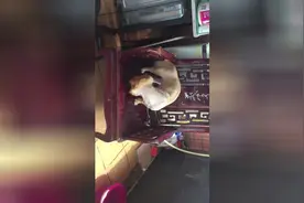 主人分享专治不听话狗狗洗澡的方法，为各位铲屎官们解决燃眉之急图片