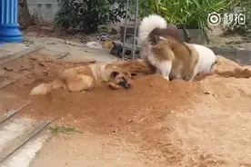 一只狗狗正在专心致志地刨坑，后面一只好无辜呀！图片