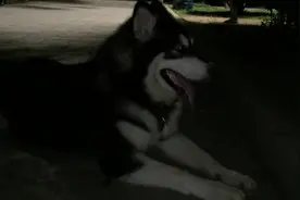 狗狗贪玩不愿回家，无论女主人怎么哄，都是一副我听不懂的样子图片