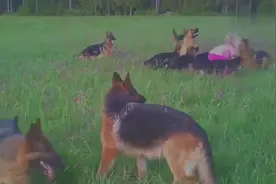 这女孩绝对是在当地横着走的主，没有人敢惹，一群德牧贴身保护视频封面