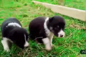 牧羊犬为什么会放羊？是天生还是……视频告诉你一切！视频封面