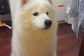 用美食引诱狗狗，这招真是百玩不厌，到底有多爱吃啊图片