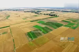 航拍黄河滩麦田色彩斑斓美如画卷 麦浪滚滚丰收在望图片