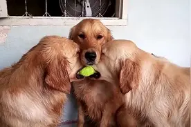 两只黄金猎犬为抢一颗球互不相让，超萌和事佬的出现让人笑翻图片