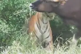 狮子老虎单挑野牛的后果，看看哪个更厉害?图片