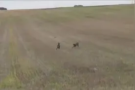 狗狗玩命追野兔，当开口咬兔子时，兔子一个漂亮的飞跃，狗傻了吧图片