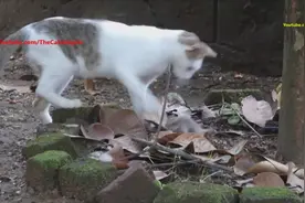 家里的两只猫抓到一只老鼠，主人跟拍猫玩老鼠全过程，猫太会玩了图片