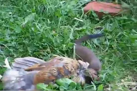 这黄鼠狼真大胆。镜头这么近，敢把鸡咬死