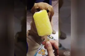 炎炎夏日，让狗狗吃根雪糕凉快一下图片