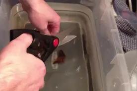 他在海里捡到一颗奇怪的蛋，打开后蹦出来的生物真是大惊喜图片