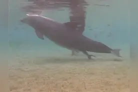 海豚在水中分娩，小海豚横空出世，一出来就特别欢图片