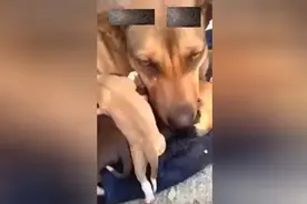 可怜的狗崽被带走主人拿回来后，狗母亲对婴儿的反应图片