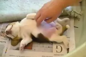 睡觉的最高境界 这只小狗亲自给你示范图片