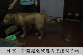 狗狗和外婆一起玩耍，狗狗表示，外婆和球球之间我要选哪一个呢图片