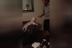 [国外]跟主人斗嘴的 哈士奇 结果......图片