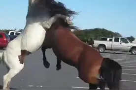 这群马儿正在过马路，没想其中的一匹马竟做出这种举动！图片