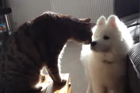 小天使萨摩耶就想和猫咪成为朋友，可猫咪太高冷了！图片