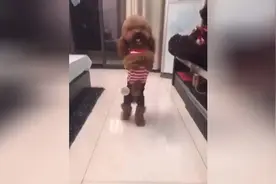 崽胖子时装秀来了，衣服都好漂亮图片