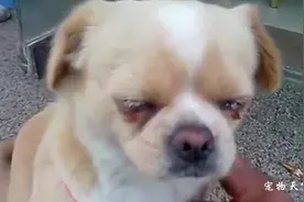 主人无奈将狗狗送人 分离的场景让人有些泪崩图片