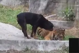 实拍老虎被狗狗抢食吃！动物园的老虎连狗都害怕视频封面