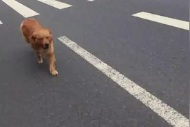 金毛迎风奔跑，狂追要离开的女主人，是不是很像偶像剧男主角？图片