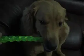 与番薯玩耍的日常——番薯初见磨牙棒，乐呵呵图片