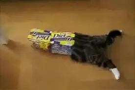 实不相瞒，我觉得我家猫咪是个智障！不信你看！图片