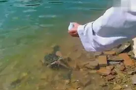 信师放生了乌龟，乌龟竟然回头致谢恩人