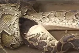 蛇可以吞下一头象你信吗？看别人实验与分析图片