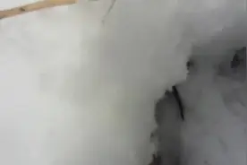 大雪后带二哈出门，二哈竟发现雪底有老鼠，不愧为雪橇犬！图片