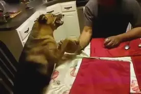 萌翻了，狗狗与主人掰手腕输了后果严重视频封面