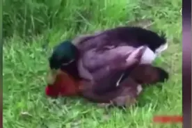 鸡鸭一窝容易出事,鸭子竟然对鸡做出了这种可耻的事!