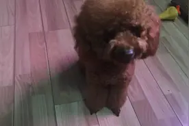 狗狗的装死训练，汪星人因为没有看到有吃的奖励，不高兴配合主人图片