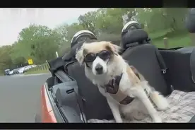 别人家的狗狗系列：炫酷帅气的狗狗 坐上敞篷车戴上墨镜去兜风