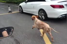 金毛VS主人，只不过主人是坐电动车，胜负显而易见，当然狗狗赢图片