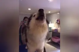 阿拉斯加洗完澡吹毛，舒服的竟然学狼叫图片