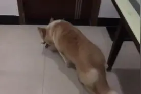 狗狗无聊，竟然招惹野蜜蜂，意识到对方不好惹后，立即钻到椅子下图片