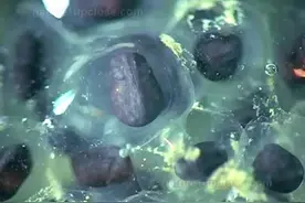 实拍青蛙卵变成小蝌蚪的过程，以前从未见过，感觉好神奇啊！图片