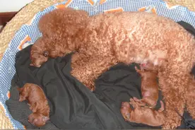 你家狗狗要生了吗？狗狗的产后护理。图片