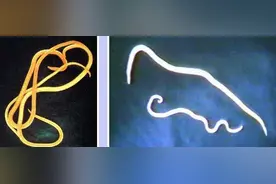 狗狗体内有恶心的蛔虫？那必须要这样处理才好！图片