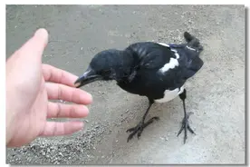 出门避开此物，保你财运不受阻！图片