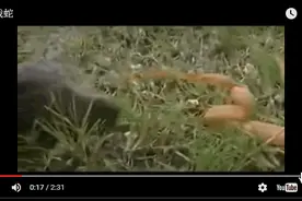 龟蛇世纪大战，蛇到底做了什么蠢事，吓得乌龟都翻白眼了图片