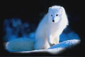 东北异闻3：白狐投胎，揭秘传说中狐狸的另类修仙路图片