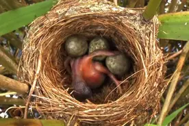 男子丛林中捡回的鸟蛋孵化后竟变成了它！丑小鸭变白天鹅不是童话图片