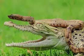 这条小蛇居然敢骑在鳄鱼头上，还主动把头伸进鳄鱼嘴里，活腻了吗图片