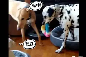 暖男大麦町哥哥温柔教小狗狗玩游戏!图片