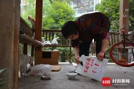 实力撸猫！六旬老人坚持8年喂养流浪猫 成猫见猫爱的“猫痴奶奶”图片