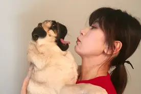 贾静雯和狗狗做鬼脸 吐舌翻白眼似鬼马少女图片