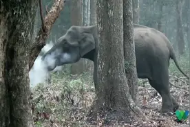印度公园惊现野生大象吃木炭喷吐烟雾 科学家：或为治病图片